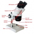 Stereoscope Microscope XTL2 with 10x/30x Magnifear